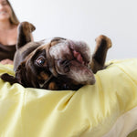 Person lying on a bed with a small dog peeking out from under a yellow blanket.